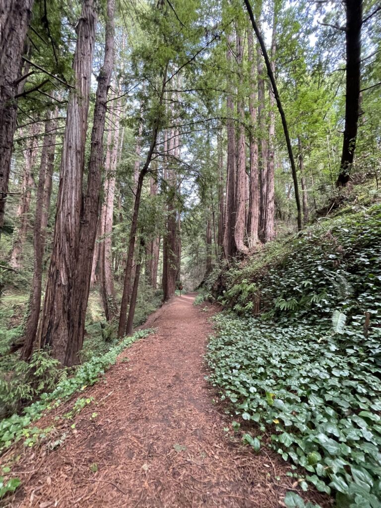 Chaminade Resort And Spa - Association of Nature & Forest Therapy
