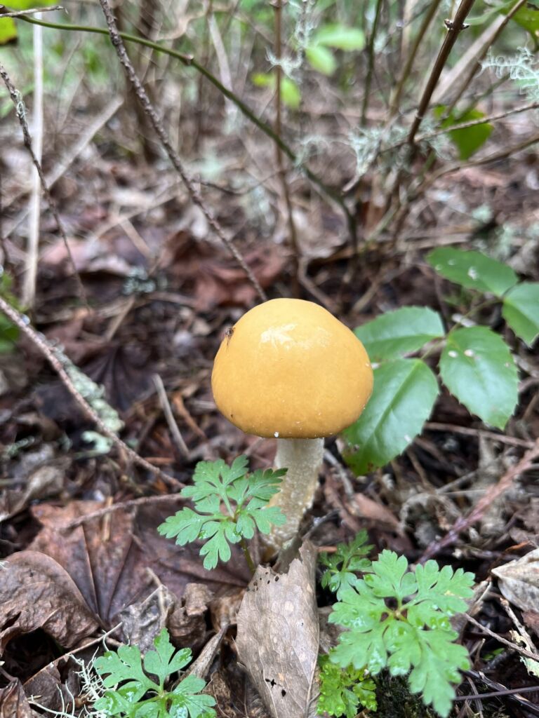 City Of Redmond -Tree Frog Loop Trail - Association of Nature & Forest Therapy