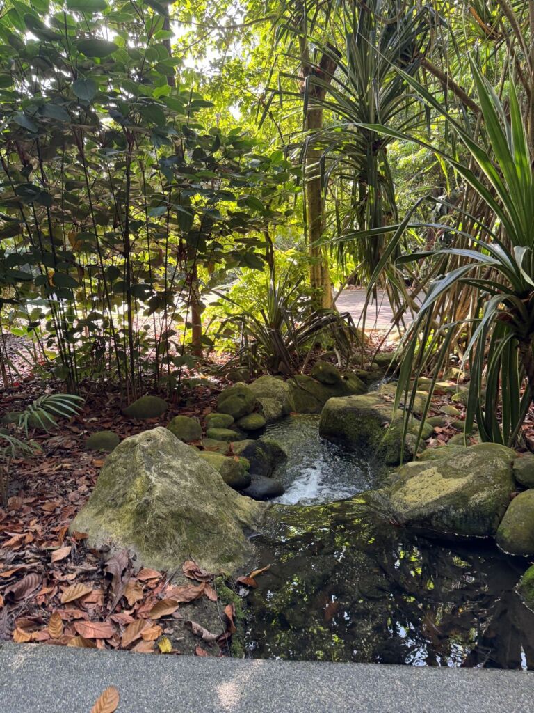 Walk in Nature @ Saraca Stream - Association of Nature & Forest Therapy