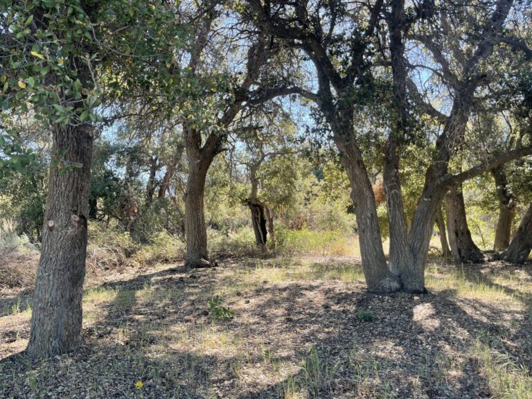 Dry Creek Trail - Association of Nature & Forest Therapy