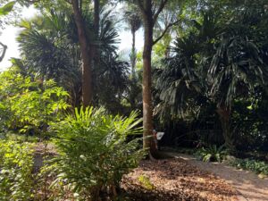 Walk in Nature @ Saraca Stream - Association of Nature & Forest Therapy