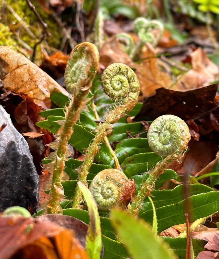 Jackson County, Cullowhee, NC - Association of Nature & Forest Therapy