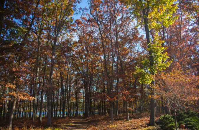 Forest Bathing Trail