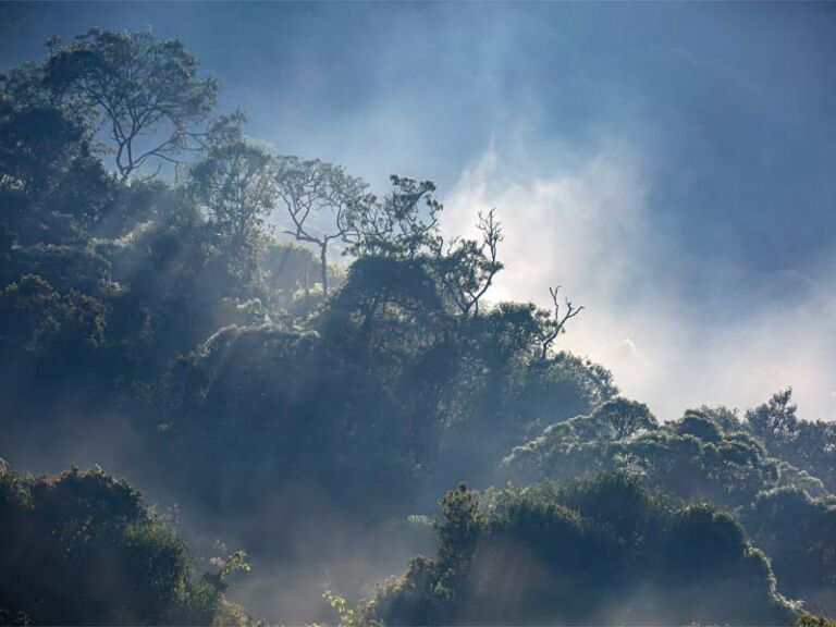 Nature Preserve La Ilusion Trail - Association of Nature & Forest Therapy