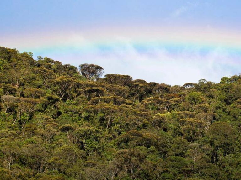 Nature Preserve La Ilusion Trail - Association of Nature & Forest Therapy