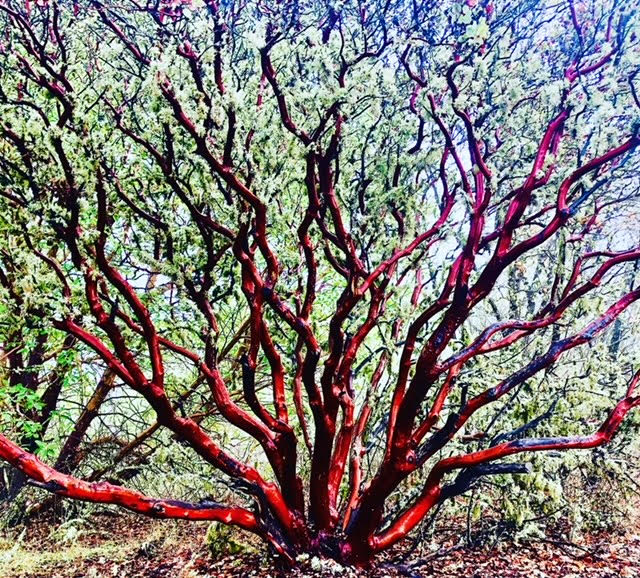 EcoRECOVERY Trail - Association of Nature & Forest Therapy