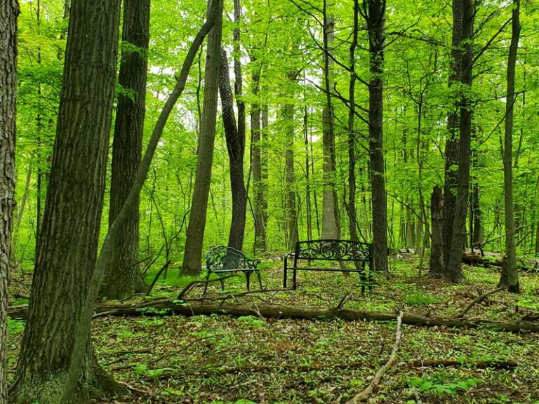 Owl Pines Nature Trail - Association of Nature & Forest Therapy