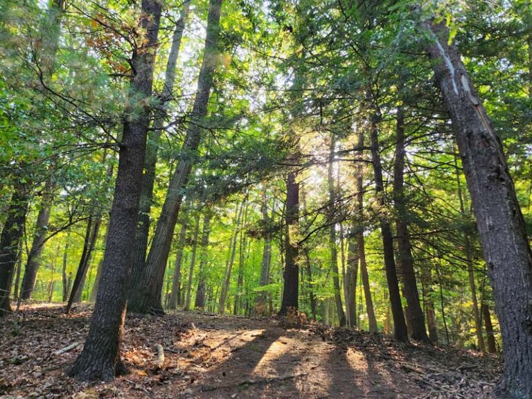 Owl Pines Nature Trail - Association of Nature & Forest Therapy