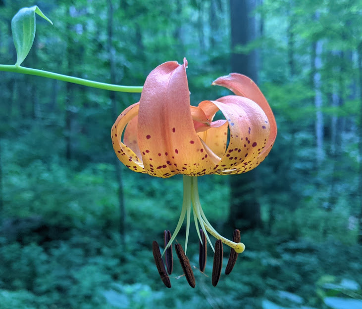 Pinnacle Park Loop Trail - Association of Nature & Forest Therapy