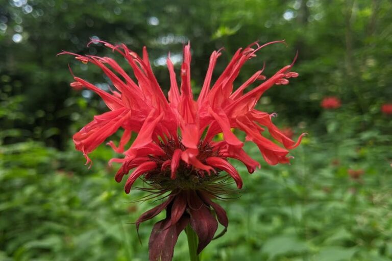 Pinnacle Park Loop Trail - Association of Nature & Forest Therapy