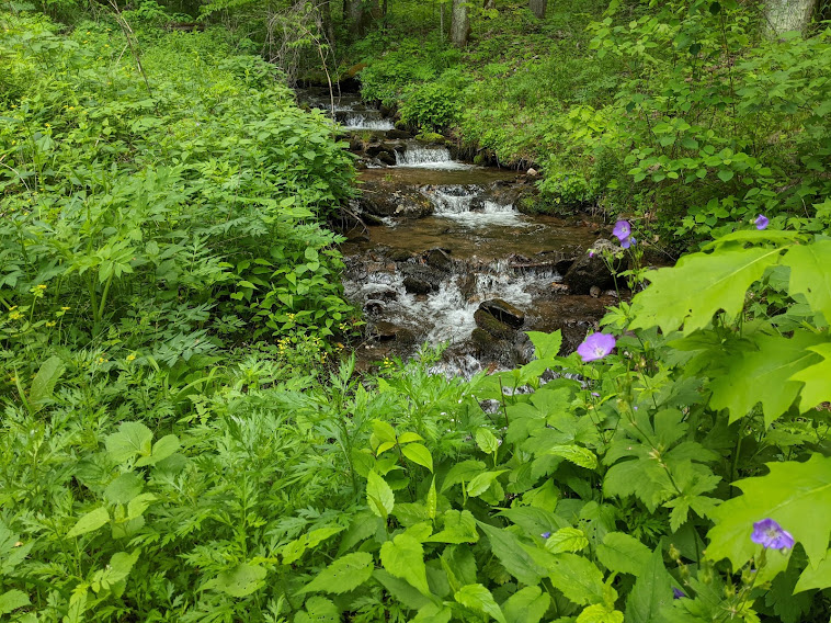 Pinnacle Park Loop Trail - Association of Nature & Forest Therapy