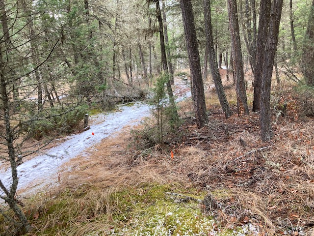 Radius Retreat Forest Therapy Trail - Association of Nature & Forest Therapy