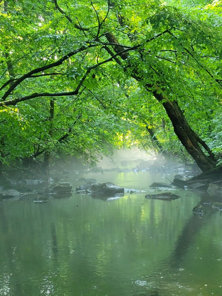 Rocky Water Path - Association of Nature & Forest Therapy