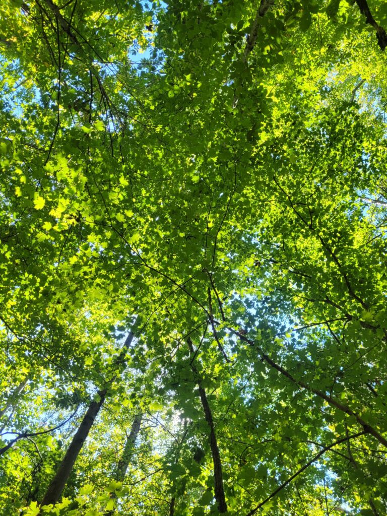 Rocky Water Path - Association of Nature & Forest Therapy