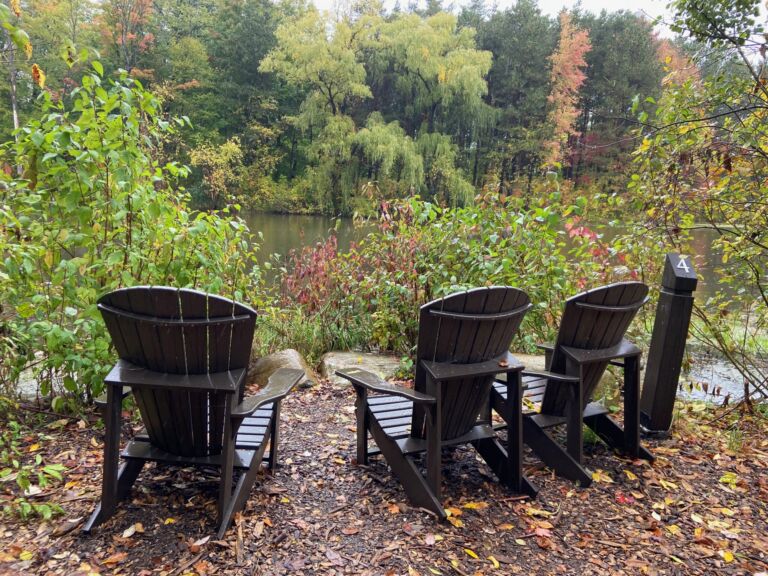 Scandinave Forest Bathing Trail - Association of Nature & Forest Therapy