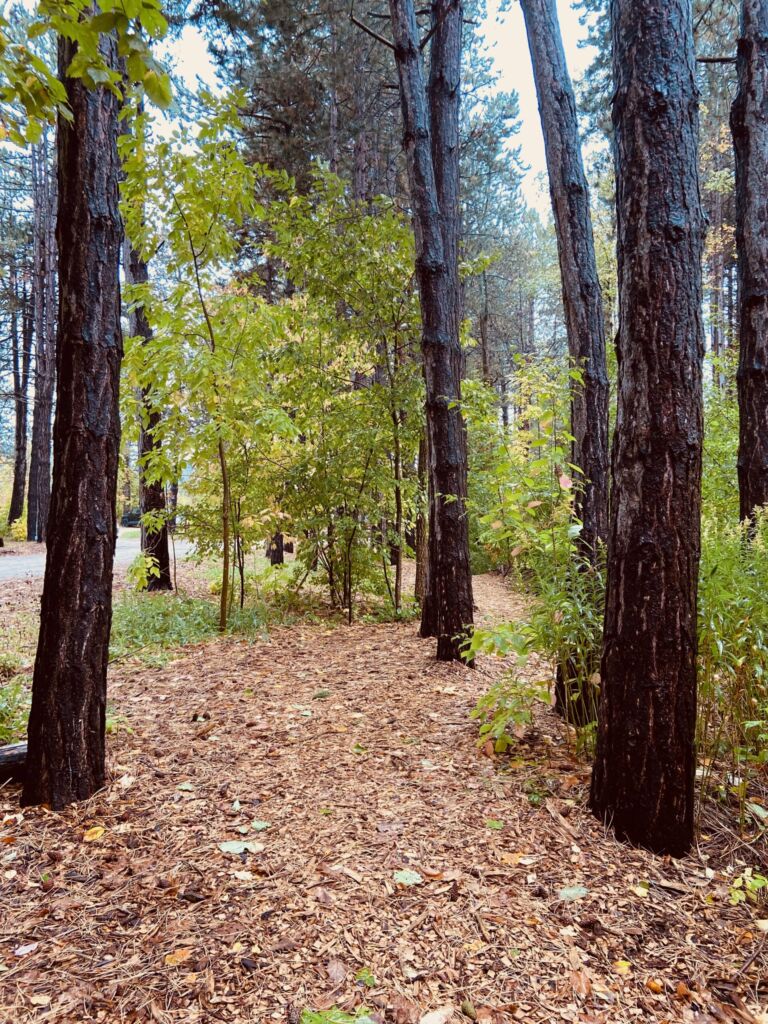 Scandinave Forest Bathing Trail - Association of Nature & Forest Therapy