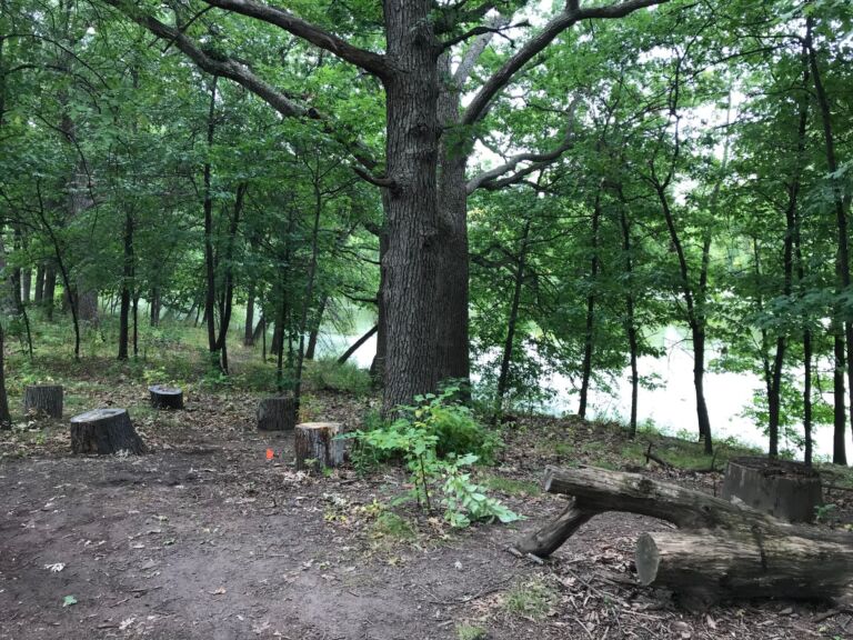 Silverwood Park - Forest Therapy Trail - Association of Nature & Forest Therapy