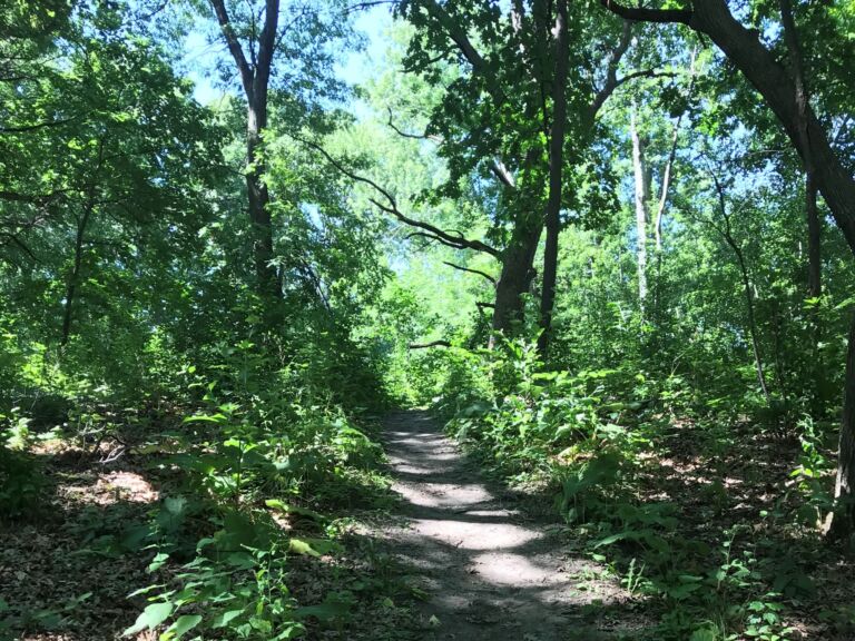 Silverwood Park Forest Therapy Trail - Association of Nature & Forest Therapy