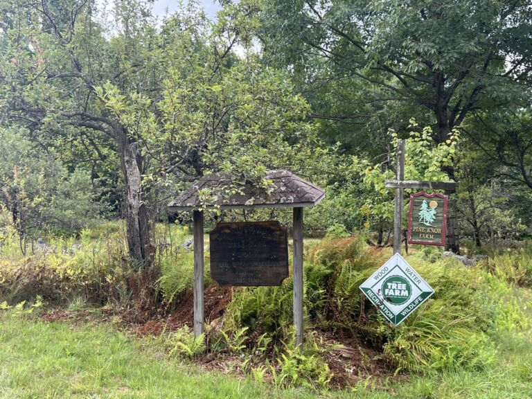 The Bower - Association of Nature & Forest Therapy