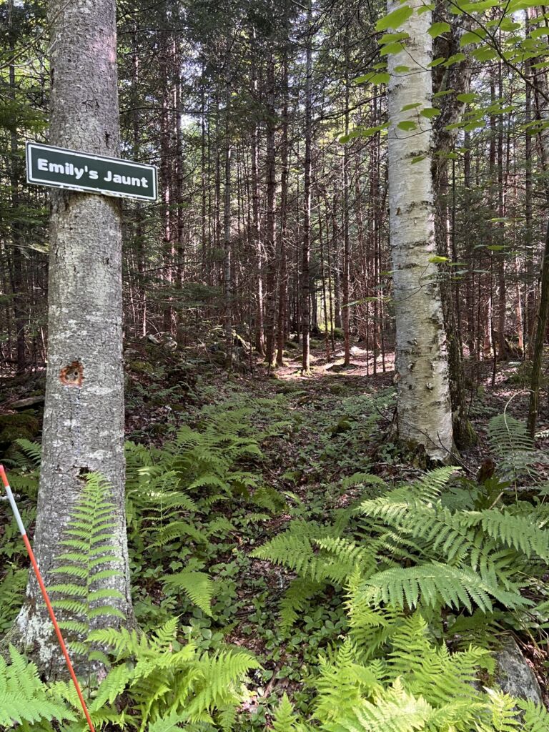The Bower - Association of Nature & Forest Therapy