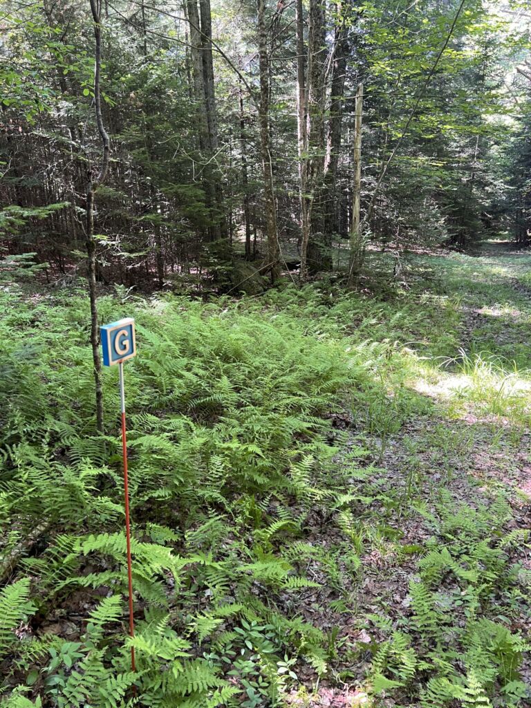 The Bower - Association of Nature & Forest Therapy