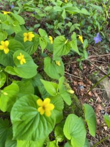 Stillness Seekers - Natalie Baldy - Association of Nature & Forest Therapy