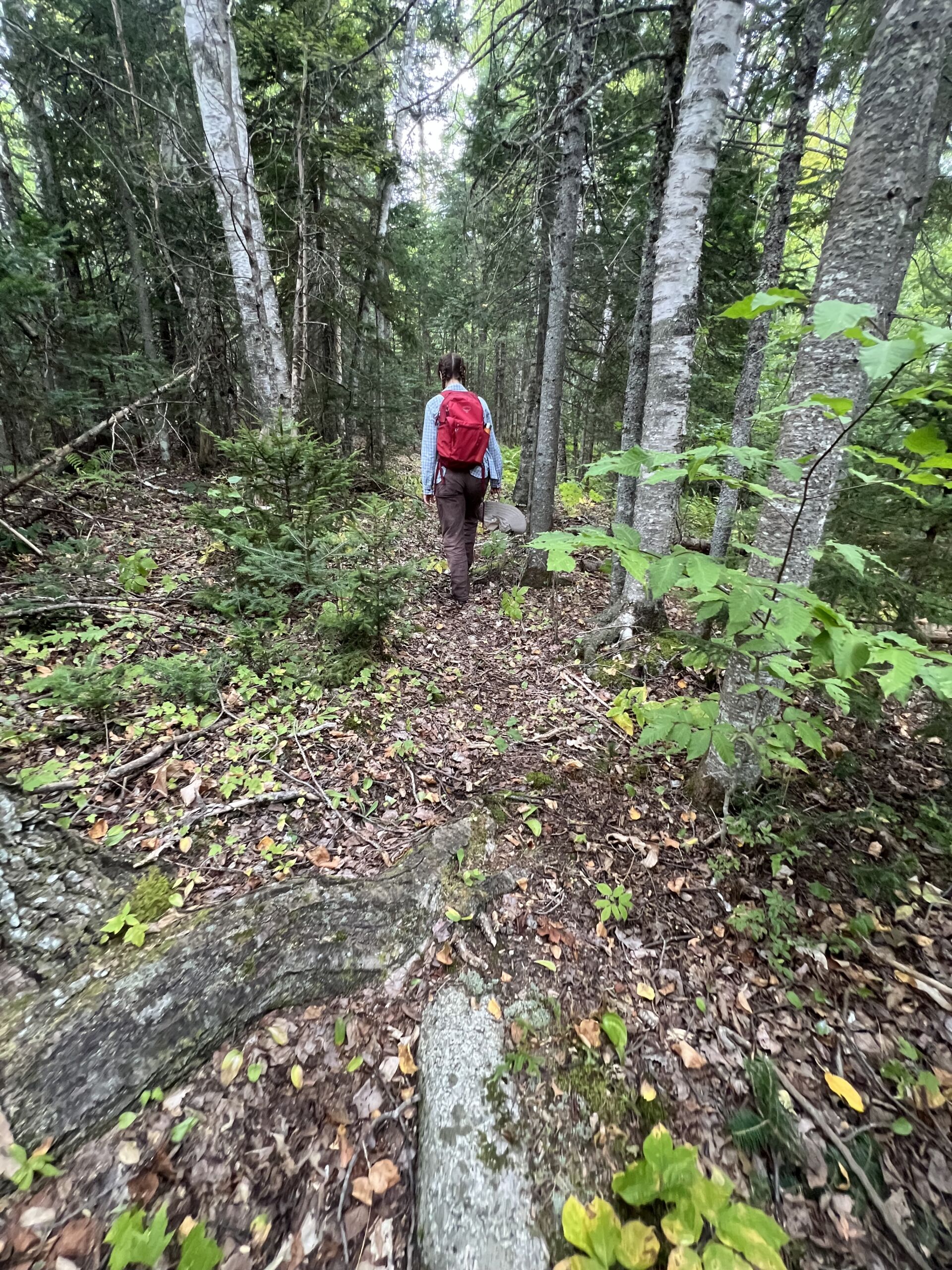 Bower Trail - Association of Nature & Forest Therapy
