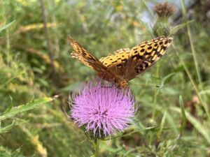 Susan Aitken - Association of Nature & Forest Therapy
