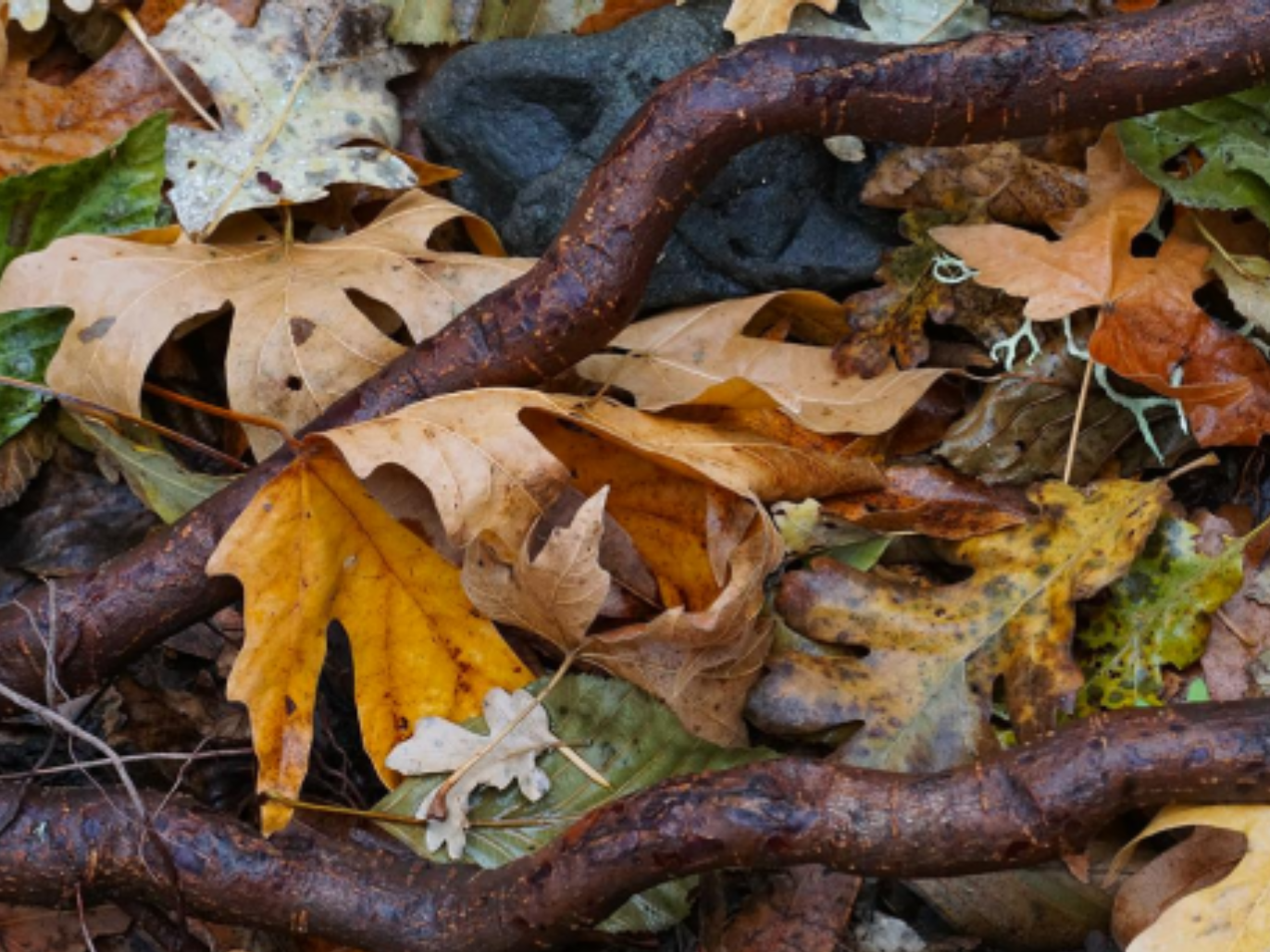 Council of Waters and Trees ANFT CWT Image 006 - Association of Nature & Forest Therapy