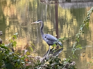 Egret at Foote s Pond - Association of Nature & Forest Therapy