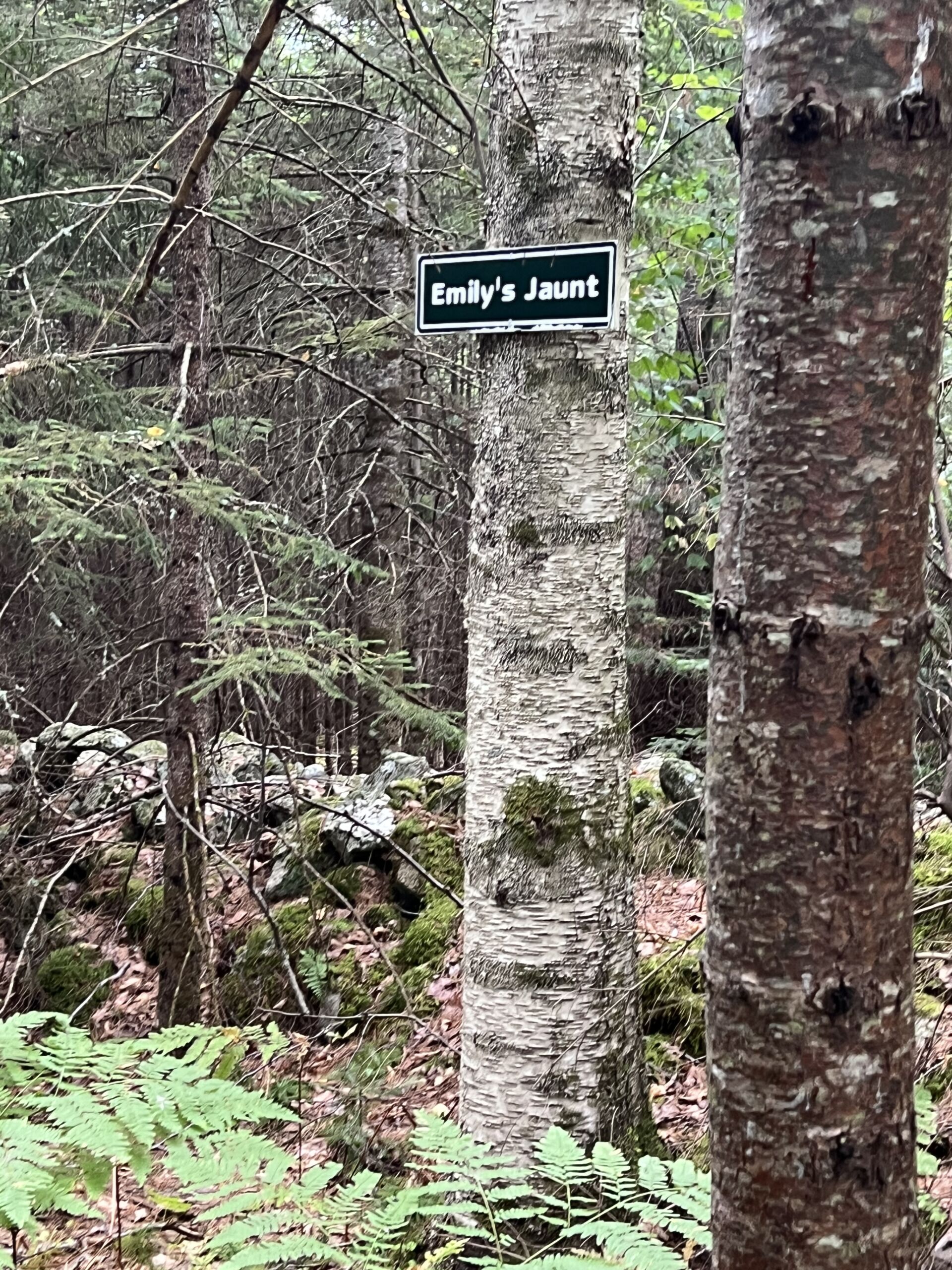 Emilys Jaunt Summer - Association of Nature & Forest Therapy