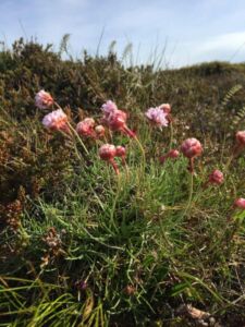 Nature and forest therapy - Iceland - Association of Nature & Forest Therapy