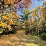From Relationship to Invitation: One Tree Forest Therapy