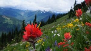 Indian Paintbrush - Association of Nature & Forest Therapy