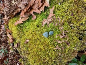 MOSS PHOTO jpg - Association of Nature & Forest Therapy