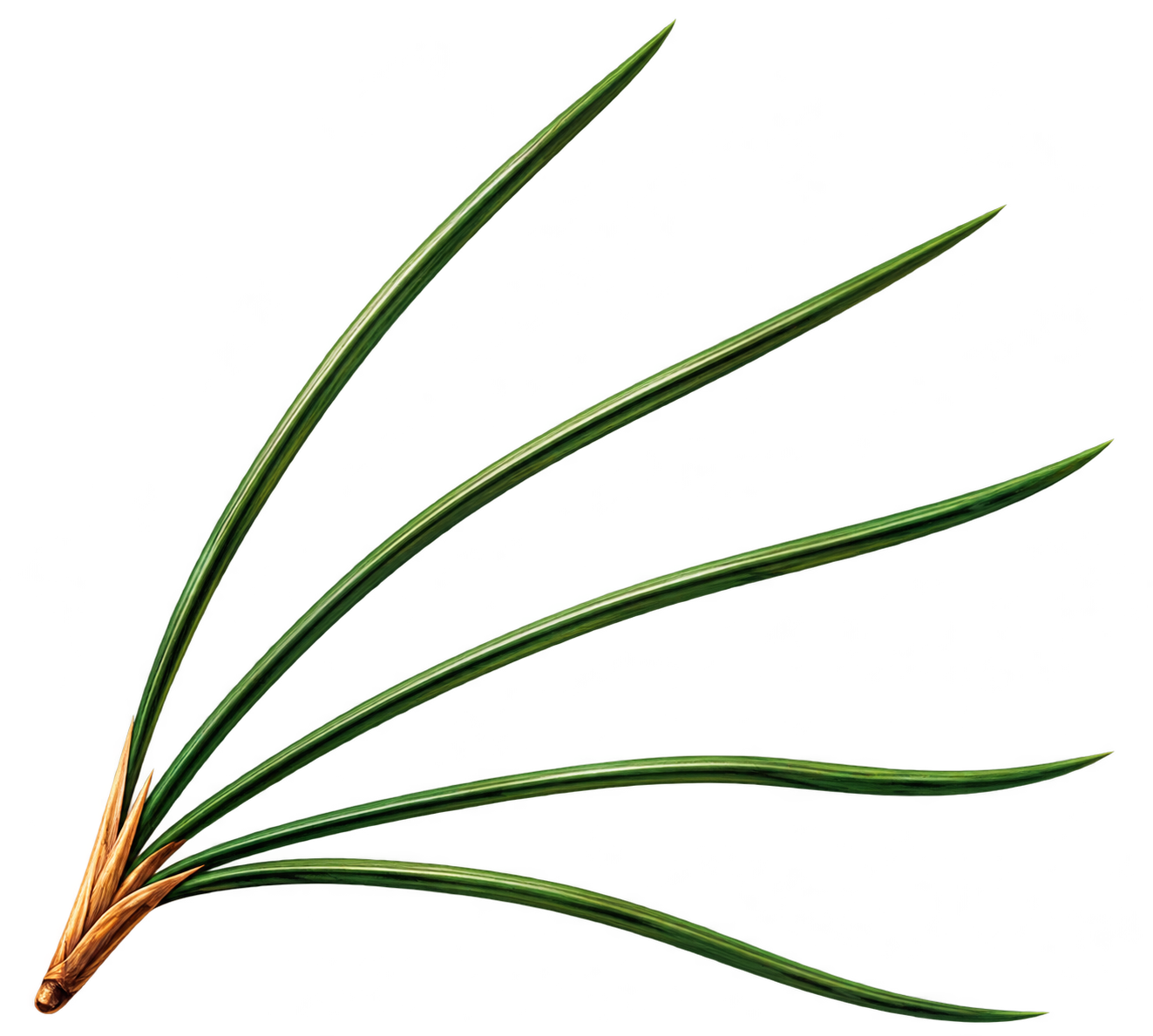 Needles colour - Association of Nature & Forest Therapy