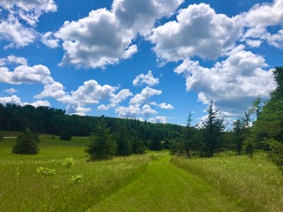 One Tree Forest Therapy Nature Trails