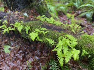 PIC MarshallParkLogFernsMoss 1 - Association of Nature & Forest Therapy
