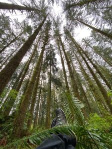 PIC ShoesAndCanopy 1 - Association of Nature & Forest Therapy