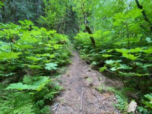 PIC TrailLeadingForward 1 - Association of Nature & Forest Therapy
