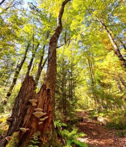 Susan Aitken - Association of Nature & Forest Therapy