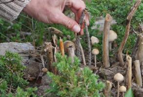 Rooted in rec - Association of Nature & Forest Therapy