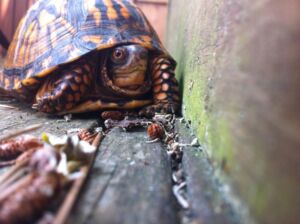 Shore House Terrapin 2 - Association of Nature & Forest Therapy
