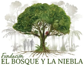 El Bosque Y La Niebla - Association of Nature & Forest Therapy