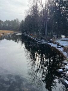 Ft Photo Fpg - Association of Nature & Forest Therapy