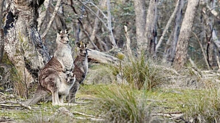 Imm Australia Birrigai 1024x576 1 - Association of Nature & Forest Therapy