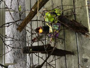 Nature And Forest Therapy - Association of Nature & Forest Therapy