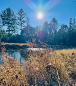 Nature And Forest Therapy - Association of Nature & Forest Therapy