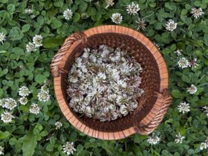 Nature And Forest Therapy - Association of Nature & Forest Therapy
