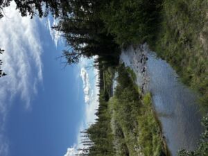 Nature And Forest Therapy - Association of Nature & Forest Therapy